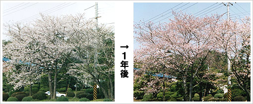 桜の樹勢回復