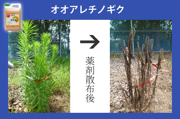 オオアレチノギクの除草