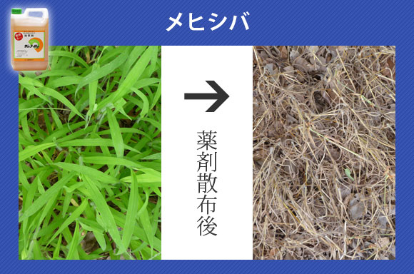 除草剤 サンフーロン スギナにも良く効く根まで枯らす除草剤 販売 価格 資材販売アイエイチエス