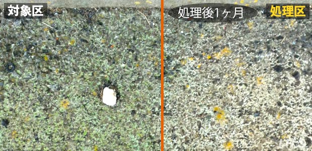 地衣類の掃除 駆除にオススメの除草剤はありますか