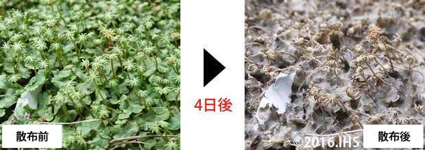 ゼニゴケの駆除方法 おすすめ除草剤