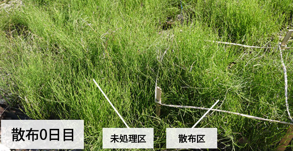 塩 雑草 散布0日目