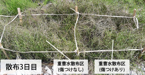 重曹は雑草対策に有効 実際に散布してみました