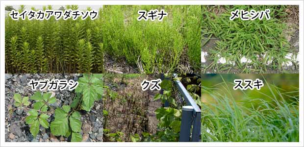 防草シート 注意が必要な雑草 セイタカアワダチソウ スギナ メヒシバ ヤブガラシ クズ ススキ