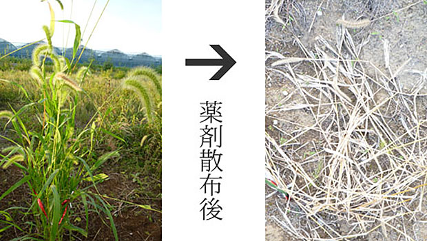 除草剤 サンフーロン 雑草 エノコログサ