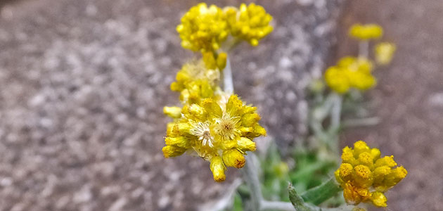 雑草 ハハコグサの駆除方法 おすすめ除草剤