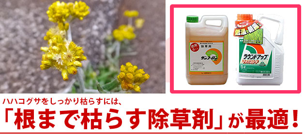 ハハコグサ 除草剤 サンフーロン ラウンドアップ