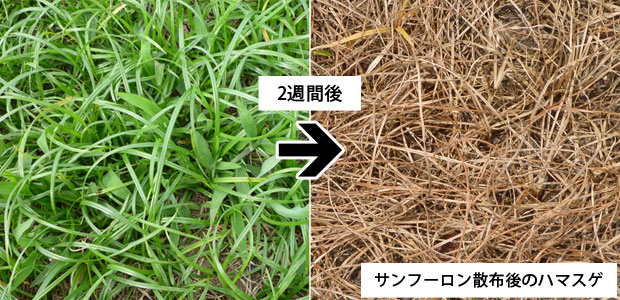 雑草ハマスゲ コウブシ の駆除方法 おすすめ除草剤