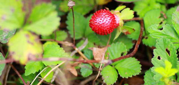 雑草 ヘビイチゴの駆除方法 おすすめ除草剤