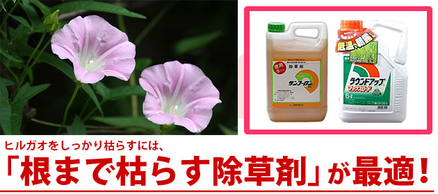 ヒルガオ 除草剤 サンフーロン ラウンドアップ