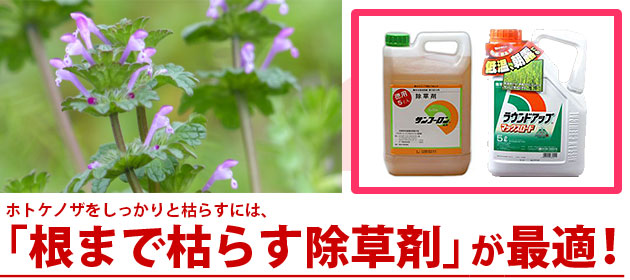 ホトケノザ 除草剤 サンフーロン ラウンドアップ