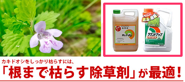 カキドオシ 除草剤 サンフーロン ラウンドアップ