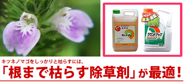 キツネノマゴ 除草剤 サンフーロン ラウンドアップ