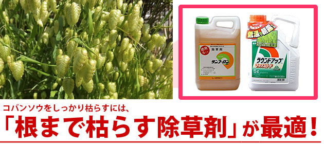 雑草 コバンソウ 除草剤 サンフーロン ラウンドアップ