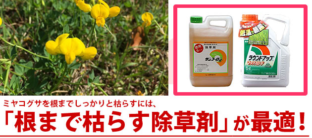 雑草 ミヤコグサ 除草剤 サンフーロン ラウンドアップ