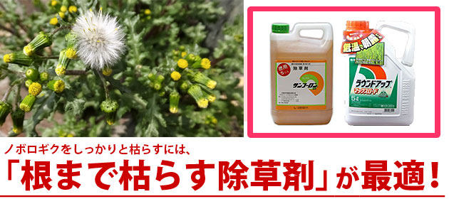 ノボロギク 除草剤 サンフーロン ラウンドアップ