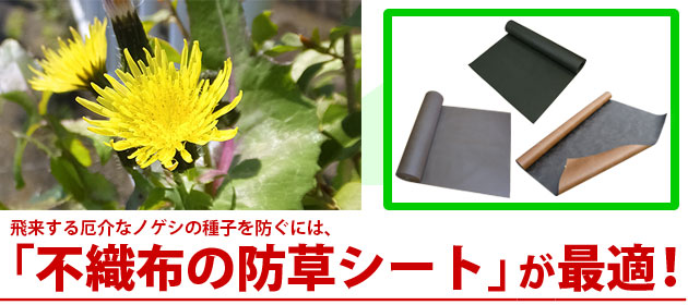 雑草 ノゲシの駆除方法 おすすめ除草剤