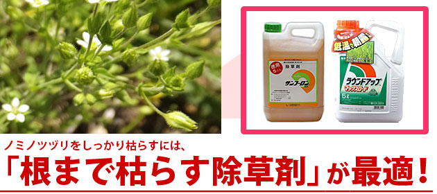 雑草 ノミノツヅリ 除草剤 サンフーロン ラウンドアップ