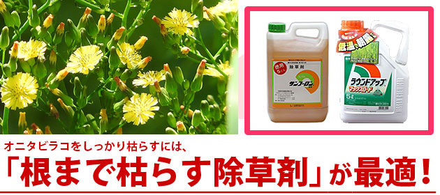 雑草 オニタビラコ 除草剤 サンフーロン ラウンドアップ