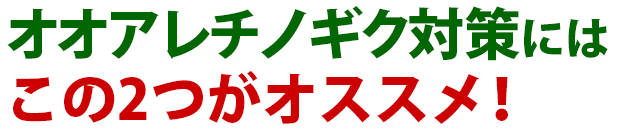 雑草 オオアレチノギクの駆除方法 おすすめ除草剤