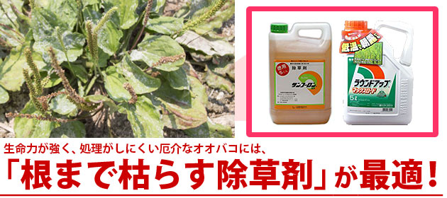 オオバコ 除草剤 サンフーロン ラウンドアップ