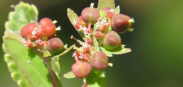 雑草 オオニシキソウの駆除方法 おすすめ除草剤