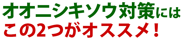 雑草 オオニシキソウ 雑草 除草 防除