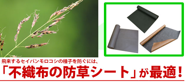 雑草 セイバンモロコシ 防草シート エコナル ザバーン