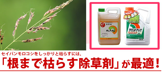 雑草 セイバンモロコシ 除草剤 サンフーロン ラウンドアップ