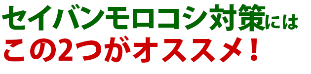 雑草 セイバンモロコシ 雑草 除草 防除