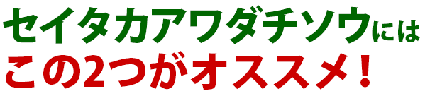 セイタカアワダチソウ 雑草 除草 防除