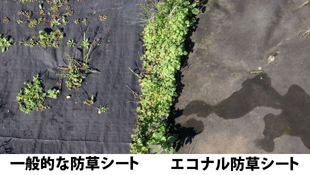 スギナの駆除方法と繁殖の予防 除草剤 防草シート