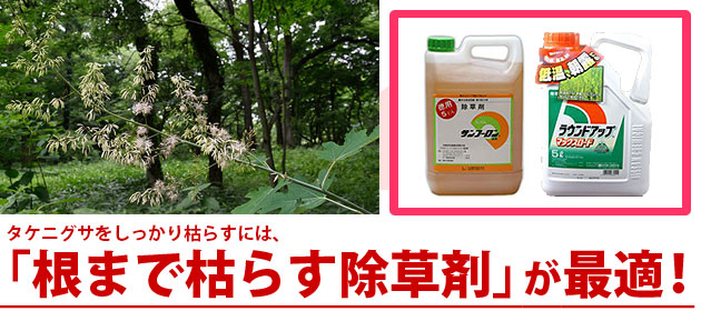 雑草 タケニグサ 除草剤 サンフーロン ラウンドアップ