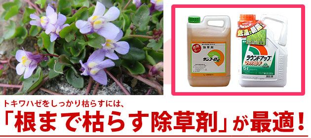 雑草 トキワハゼ 除草剤 サンフーロン ラウンドアップ