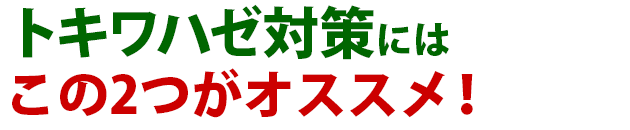 雑草 トキワハゼ 雑草 除草 防除