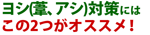 ヨシ 葦 アシ 雑草 除草 防除