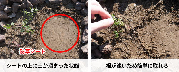 防草シートを敷いたのに雑草が生える理由