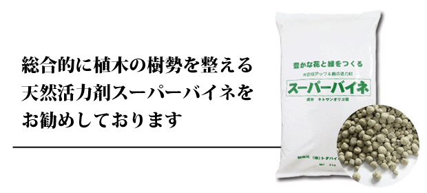 桜への肥料のやり方 時期について