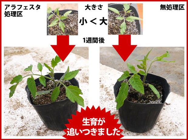 肥料 液体肥料 液肥 ALA-FeSTA アラフェスタ 試験区