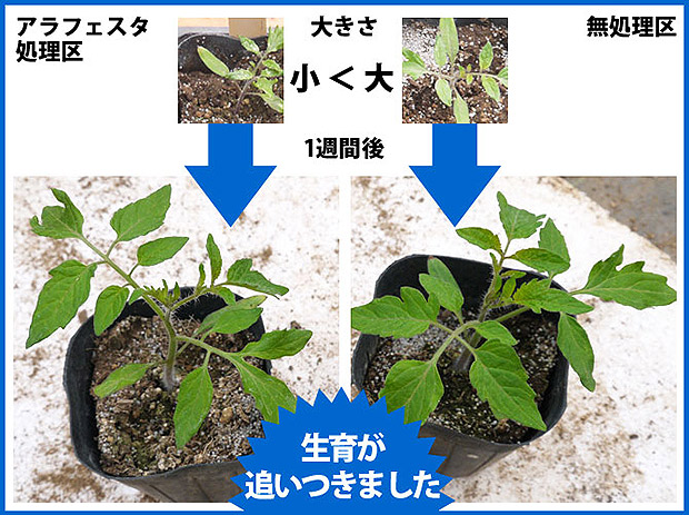 肥料 液体肥料 液肥 ALA-FeSTA アラフェスタ 試験区