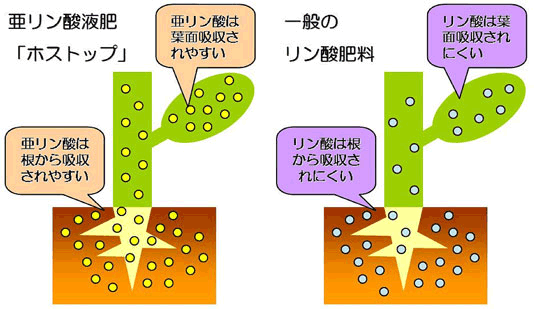 肥料 液体肥料 液肥 ホスカル 亜リン酸