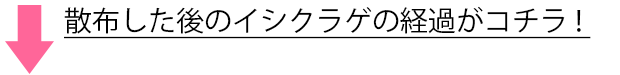 散布した後のイシクラゲの様子はコチラ