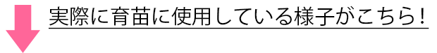 育苗に使用している様子はこちら