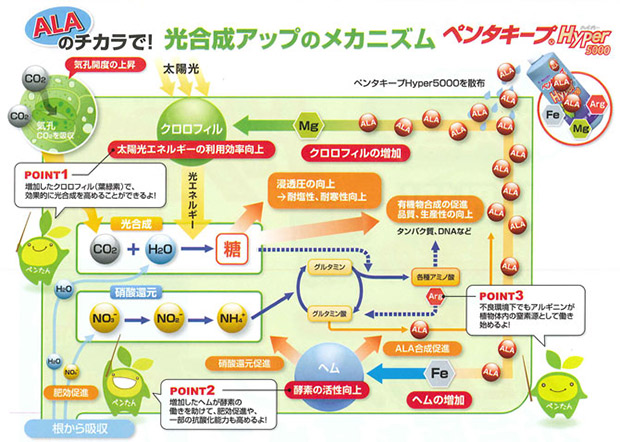 液体肥料 液肥 ペンタキープ ALA 働き