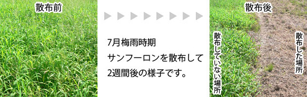 除草剤 サンフーロン 雑草処理 根まで枯らす