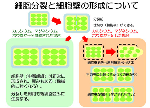 肥料 液体肥料 液肥 鉄力あくあF14 効果