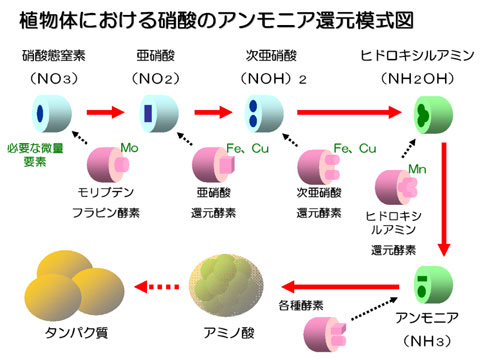 肥料 液体肥料 液肥 鉄力あくあF14 効果